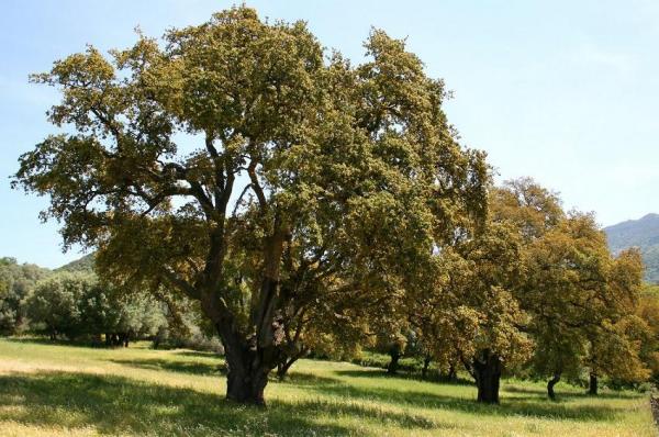 Tipos de árboles de hoja perenne - EcologíaVerde