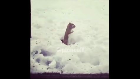 Eichhörnchen steppt im Schnee | EIN HERZ FÜR TIERE Magazin