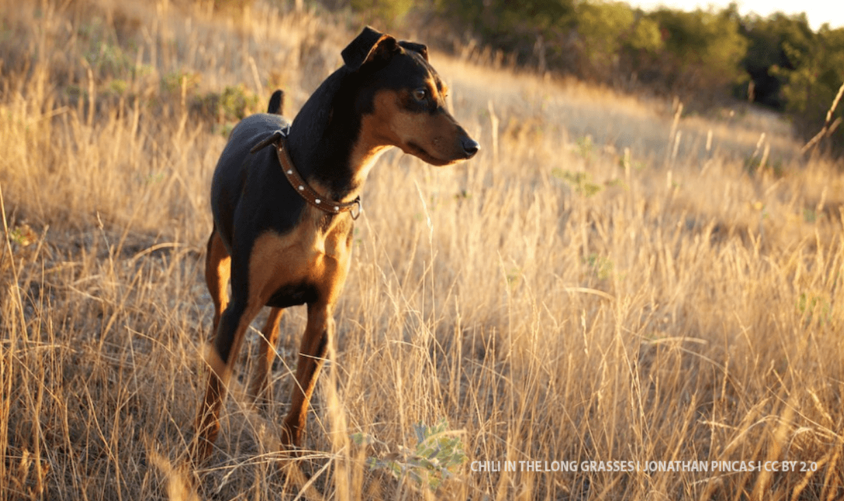 Esta peligrosa hierba podría matar a tu perro | Blog | PETA Latino
