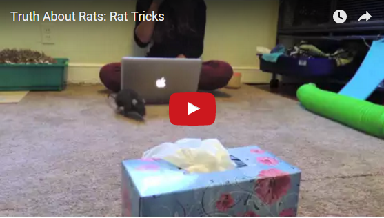 Wahnsinn: Diese Ratten habe unglaublich viele Tricks drauf | EIN HERZ FÜR TIERE Magazin