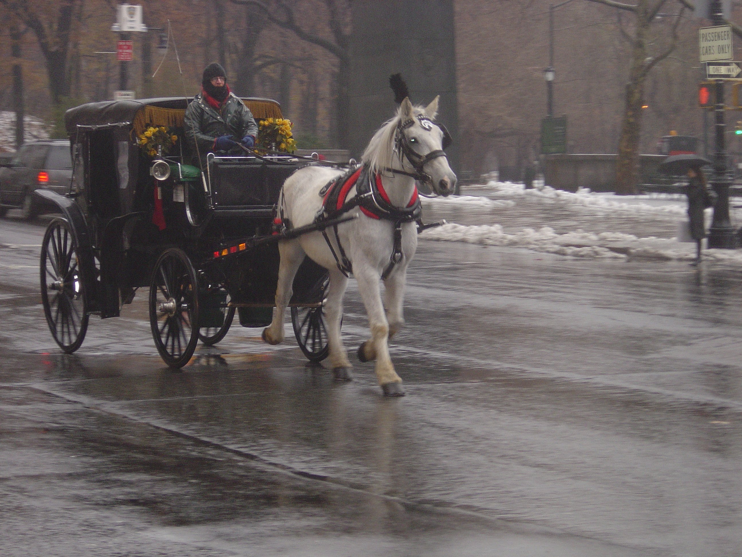 10 cosas para hacer en Central Park excepto alquilar carruajes halados por caballos | Blog | PETA Latino
