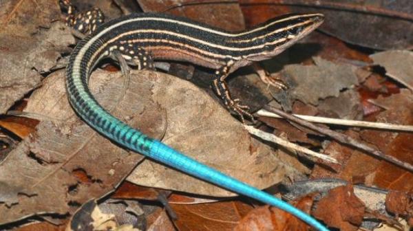 Uno de cada cinco reptiles en peligro de extinción - EcologíaVerde
