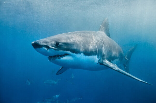 Gran tiburón blanco muere después de estar solo tres días en un acuario | Blog | PETA Latino