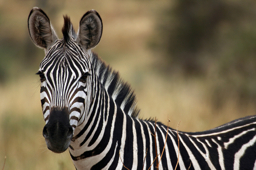 Zebras on the Lam: It’s a UniverSoul Truth That Zebras Aren’t Performers | Blog | PETA Latino