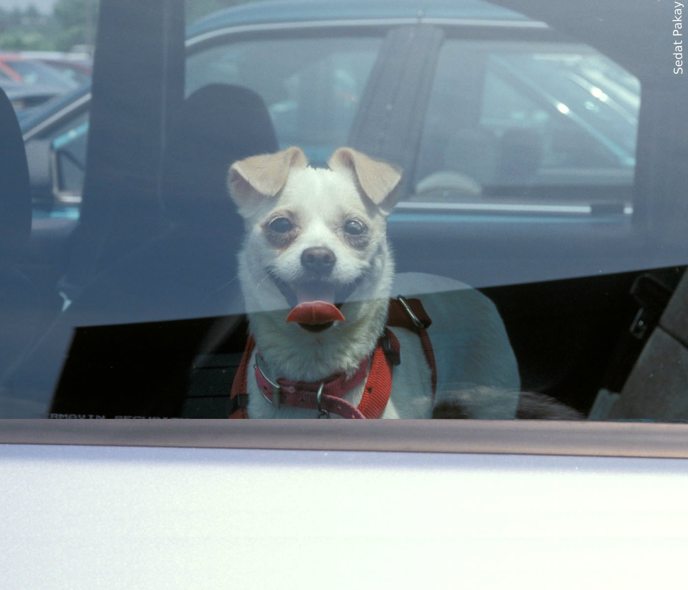 Perros dentro de autos en días calurosos | Blog | PETA Latino