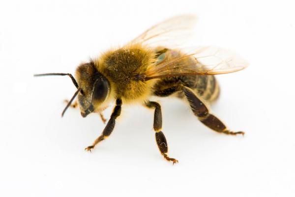 Diferencia entre abeja, avispa y abejorro - EcologíaVerde