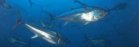 El atún rojo, en peligro de extinción - EcologíaVerde