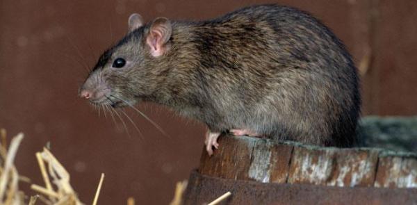 Una rata por cada seis habitantes (la plaga es el ser humano)