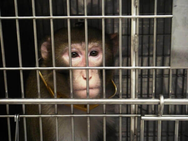 Monkeys Burned, Overdosed, and Bled to Death at Oregon Primate Center | Blog | PETA Latino