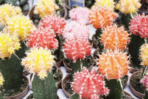 Tipos de cactus e ideas de decoración - EcologíaVerde