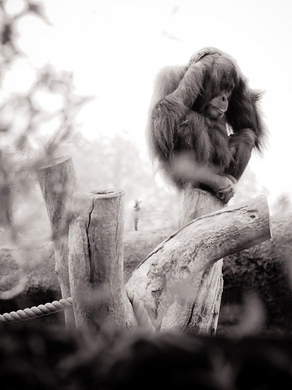 21 imágenes que con seguridad van a IMPEDIR que visites zoológicos | Blog | PETA Latino