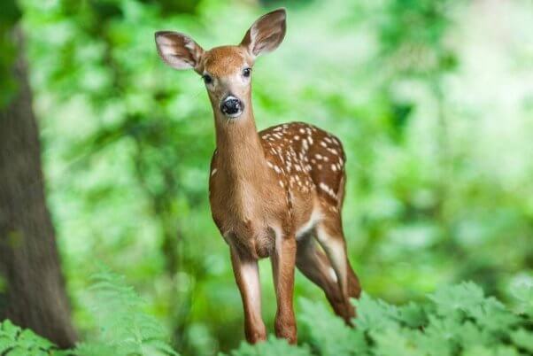 8-Year-Old Girl Bites Into the Heart of a Deer She Shot for Fun | Blog | PETA Latino