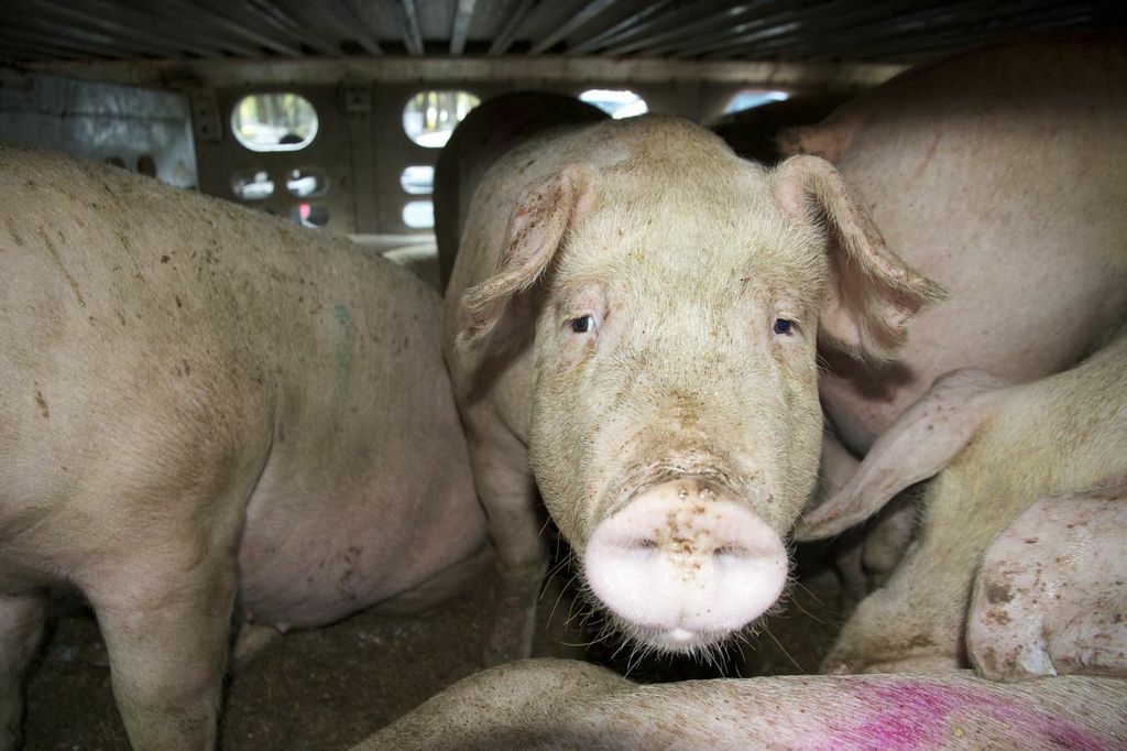 22 Fotos del último día de unos cerdos en la Tierra | Blog | PETA Latino