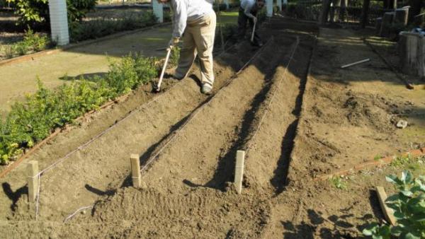 El suelo perfecto para cultivar hortalizas - EcologíaVerde