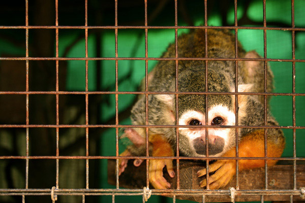 Why YOU Should NOT Support Zoos | Blog | PETA Latino
