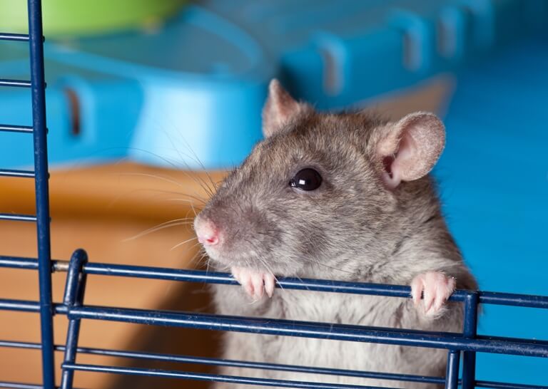 Family Takes Petco to Trial After Infected Rat Killed Their Son | Blog | PETA Latino