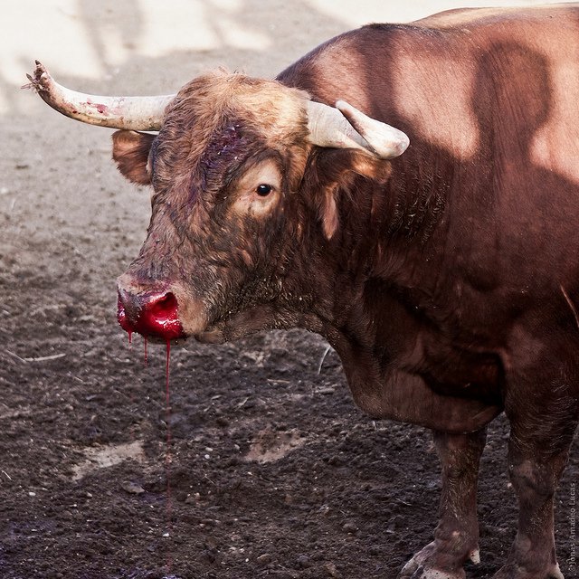 Una mirada perturbadora tras los bastidores de una corrida de toros | Blog | PETA Latino