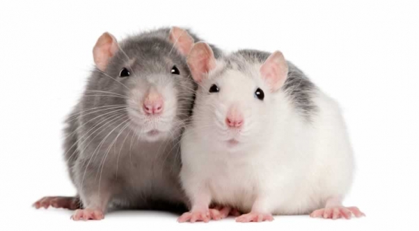 Medical Journal Rejects All Studies Involving Animal Experimentation | Blog | PETA Latino