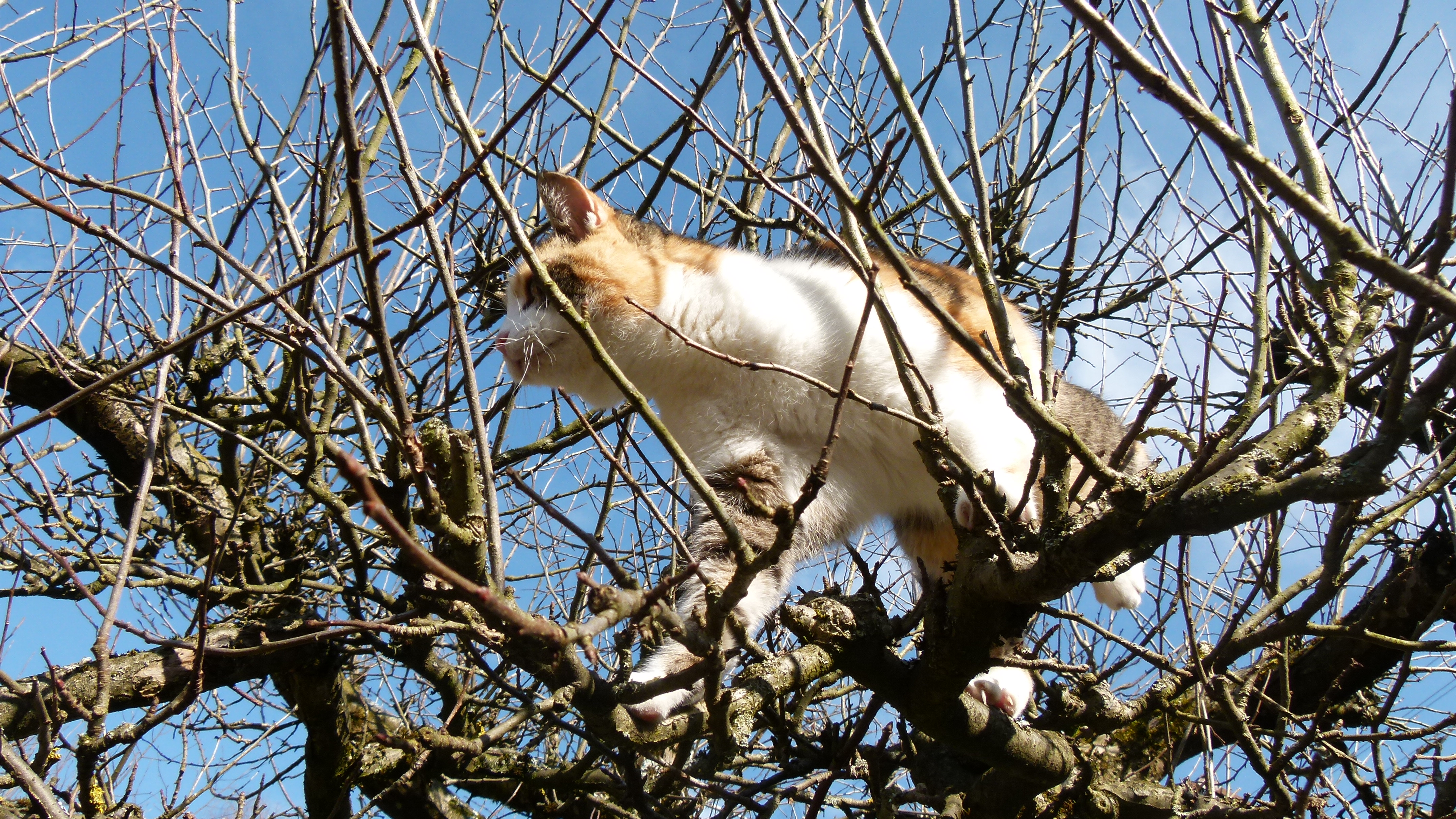 It Takes a Village to Save a Cat Trapped in a Tree | Blog | PETA Latino