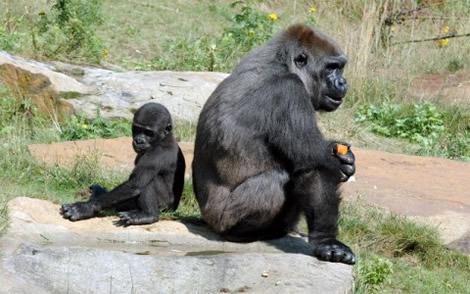 Los gorilas: en peligro de extinción - EcologíaVerde