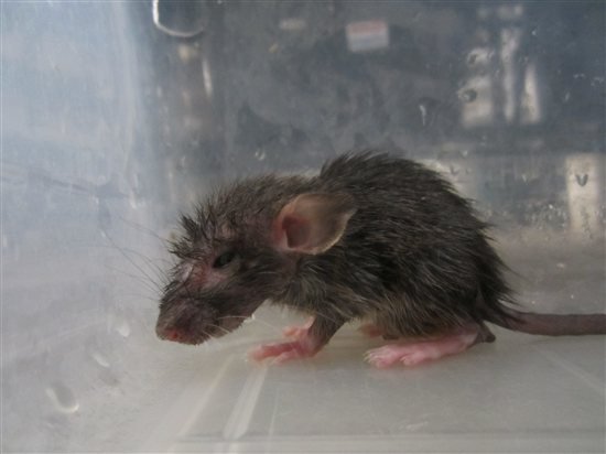 PETA Helps Bust Alleged Rat, Mouse Torturer | Blog | PETA Latino