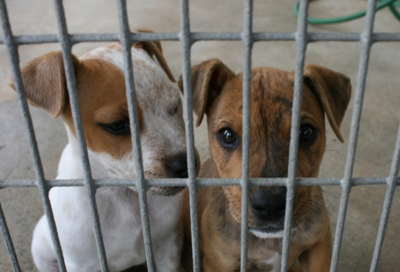 These Dogs Were Put in Crates—and Never Came Out | Blog | PETA Latino
