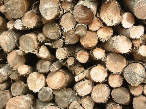Características de la madera de pino - EcologíaVerde