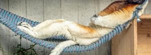 Hulman-Jungtier erobert die ZOOM Erlebniswelt Asien | zoogast.de