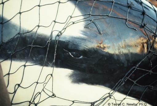 Celebridades protestan en Miami Seaquarium para liberar a la orca Lolita | Blog | PETA Latino