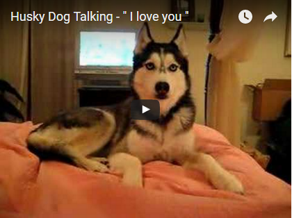 Hunde können nicht sprechen? Dieser Husky beweist das Gegenteil | EIN HERZ FÜR TIERE Magazin