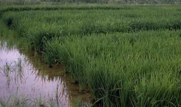 Cómo cultivar arroz: trucos y consejos - EcologíaVerde