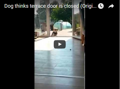 Hund wartet vor offener Glas-Tür | EIN HERZ FÜR TIERE Magazin
