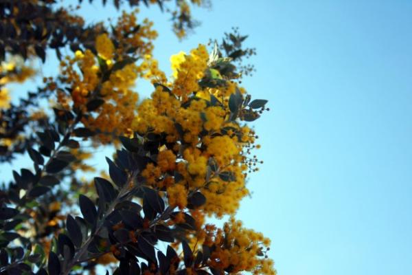 Cultivar mimosas - EcologíaVerde