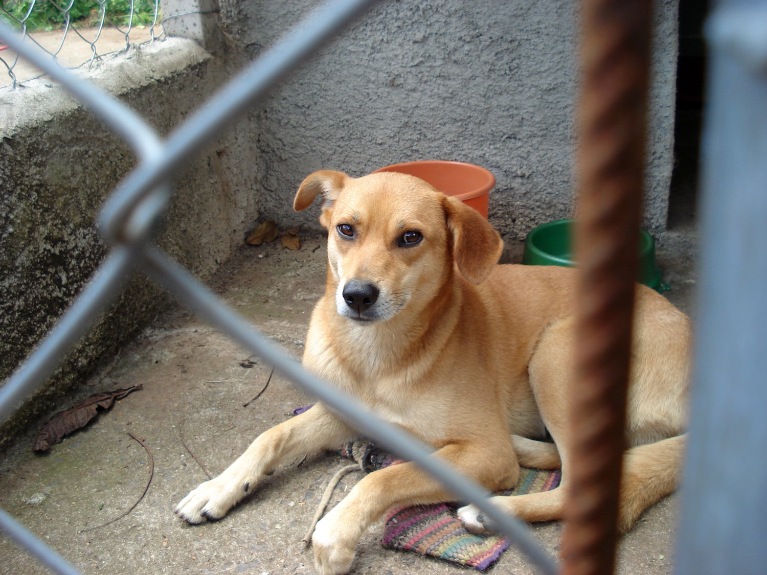 Estos 5 videos cambiarán tu opinión acerca de comprar cachorros | Blog | PETA Latino