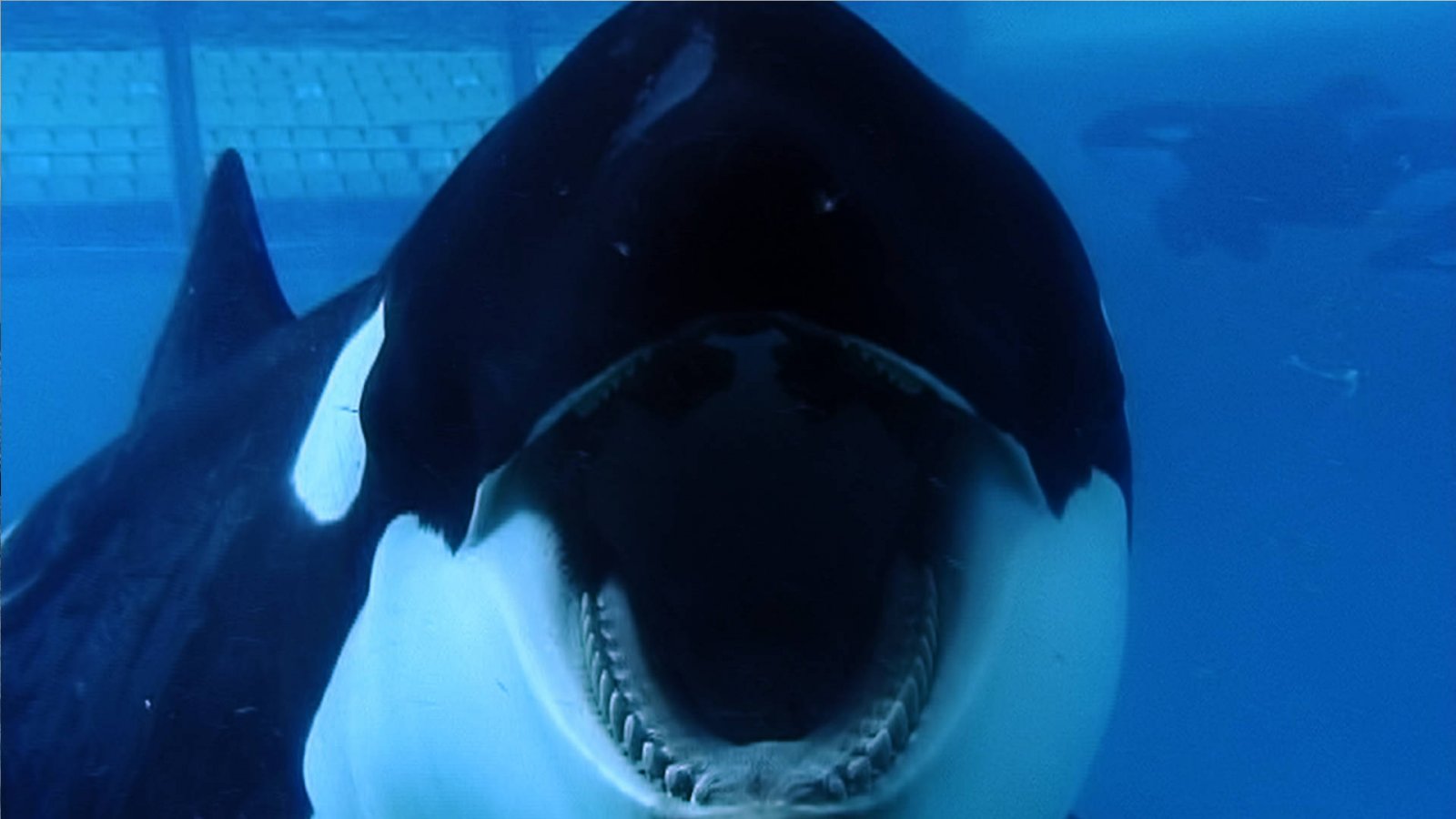 Tilikum, la orca más explotada de SeaWorld, ha muerto | Blog | PETA Latino