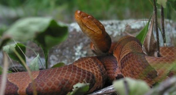 La serpiente que se puede reproducir sin la participación del macho