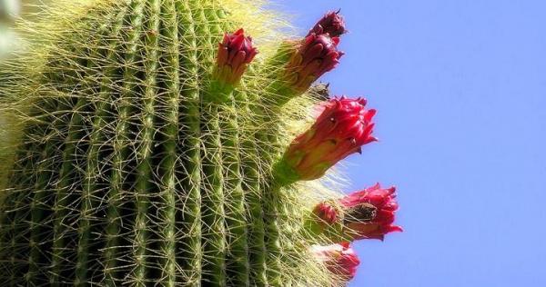 Consejos para ayudar a los cactus a florecer - EcologíaVerde