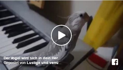 Dieser Vogel trällert ein wunderschönes Lied und sorgt damit für regelmäßige Ohrwürmer | EIN HERZ FÜR TIERE Magazin