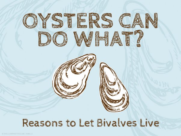 Oysters Can Do What?! 10 Great Reasons to Let Bivalves Live | Blog | PETA Latino