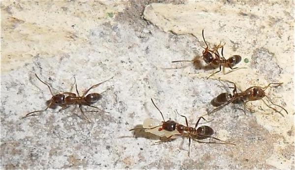 El sentido del olfato de las hormigas podría explicar su organización social
