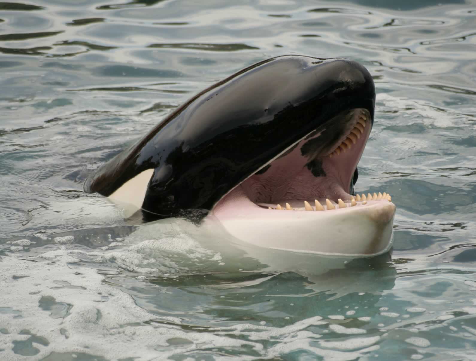 17 Orcas Separated From Their Families, Thanks to SeaWorld | Blog | PETA Latino