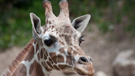 8 Times Zoos Were Bad for Giraffes | Blog | PETA Latino