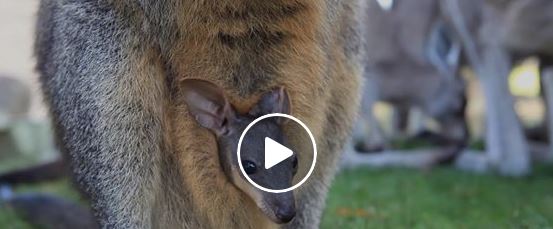 Wallaby-Baby streckt Kopf aus Bauch-Beutel | EIN HERZ FÜR TIERE Magazin