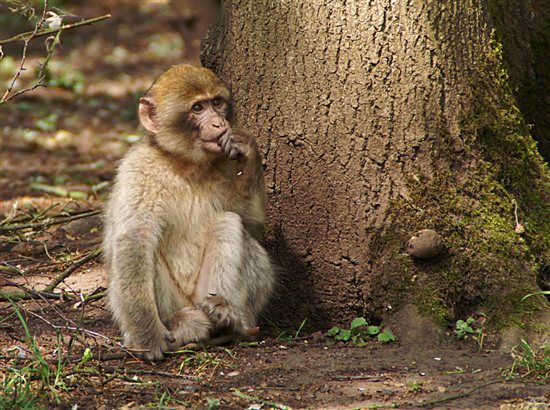 ¡Victoria! Philippine Airlines deja de transportar primates a laboratorios | Blog | PETA Latino