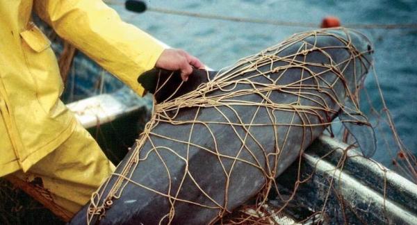 Urge salvar a la vaquita marina: solo quedan 30 ejemplares