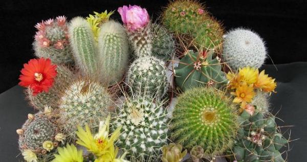 Cuidados básicos para los cactus - EcologíaVerde