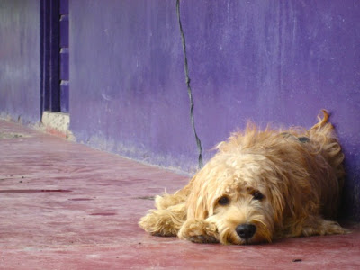 13 cosas que puedes hacer para encontrar a tu perro o tu gato perdido | Blog | PETA Latino