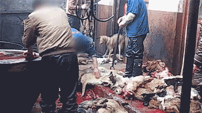Help Dogs Like Those Killed for the Yulin Dog Meat Festival | Blog | PETA Latino