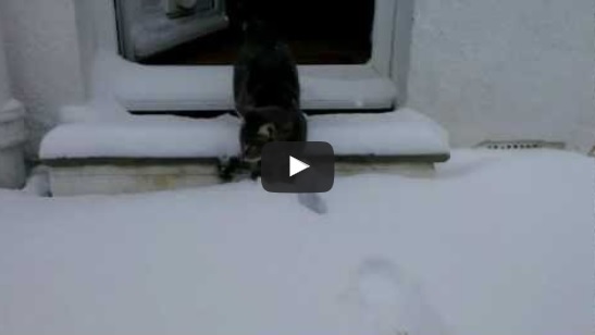 Zu niedlich, wie die Katze ausgelassen im Schnee spielt | EIN HERZ FÜR TIERE Magazin