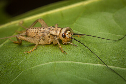 Why Crickets Are Friends, Not Food | Blog | PETA Latino